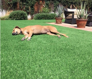 Picture of a dog resting on a pet turf installation in the back yard of a south Florida home near Sebastien.